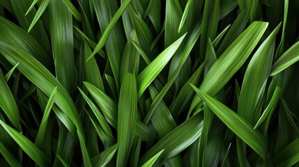 Obraz premium dense collection of long, green grass blades stretches upward, capturing sunlight in a vibrant display. fresh leaves create a lush and healthy appearance in a natural environment