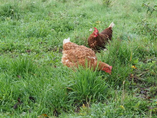 Brown Free Range Chicken in Garden Setting, Backyard Poultry. Authentic, unedited documentary photograph of a brown hybrid chicken in a natural garden environment. 