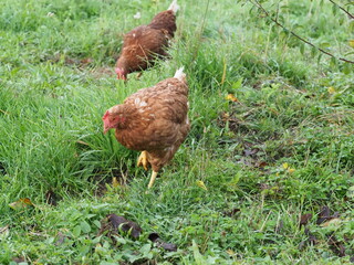 Brown Free Range Chicken in Garden Setting, Backyard Poultry. Authentic, unedited documentary photograph of a brown hybrid chicken in a natural garden environment. 