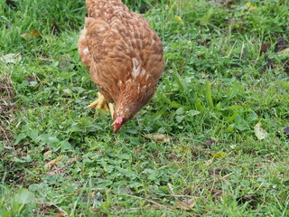 Brown Free Range Chicken in Garden Setting, Backyard Poultry. Authentic, unedited documentary photograph of a brown hybrid chicken in a natural garden environment. 
