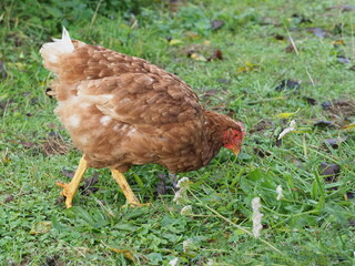 Brown Free Range Chicken in Garden Setting, Backyard Poultry. Authentic, unedited documentary photograph of a brown hybrid chicken in a natural garden environment. 