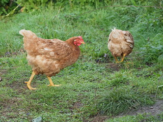 Brown Free Range Chicken in Garden Setting, Backyard Poultry. Authentic, unedited documentary photograph of a brown hybrid chicken in a natural garden environment. 
