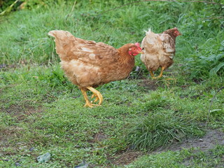 Brown Free Range Chicken in Garden Setting, Backyard Poultry. Authentic, unedited documentary photograph of a brown hybrid chicken in a natural garden environment. 