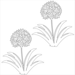 Simple outline drawing of a allium, perfect for coloring, crafting, and educational use