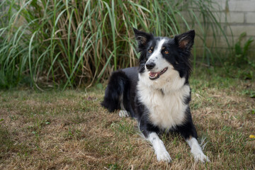 Border collie dog laying on grass