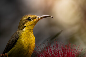 purple sunbird feeding under morning light.