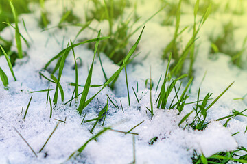 Green lawn grass with soft snow, that began to melt in places, forming drops of water. Macro photography of natural environment, soft selective focus, seasonal changes in nature, weather phenomena