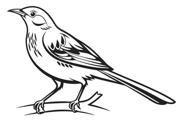 Fototapeta premium a silhouette (Thrush) vector with a white background