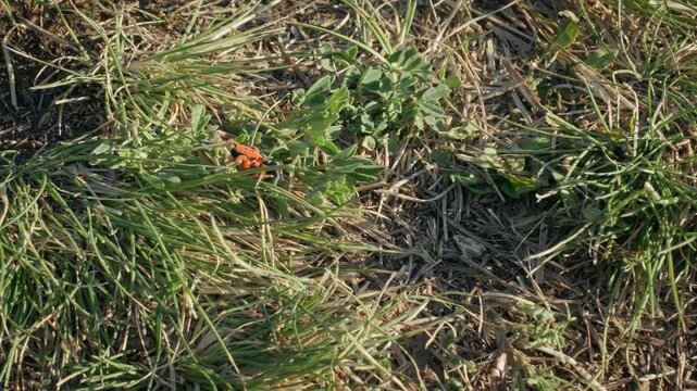 Red ladybird spider (Eresus moravicus) crawling in grass in a European steppe