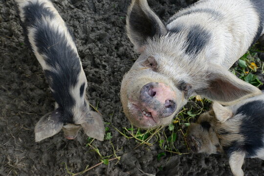 Authentic, unedited documentary photograph of Kunekune pigs (Sus scrofa domesticus) in their natural farm environment.