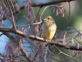 Trznadel (Emberiza citrinella) ukryty wśród gałęzi leszczyny (Corylus avellana) rosnącej w ogrodzie © Nature Observatory