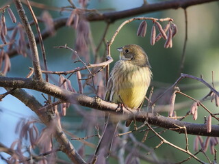 Trznadel (Emberiza citrinella) ukryty wśród gałęzi leszczyny (Corylus avellana) rosnącej w ogrodzie © Nature Observatory