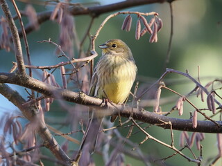 Trznadel (Emberiza citrinella) ukryty wśród gałęzi leszczyny (Corylus avellana) rosnącej w ogrodzie © Nature Observatory
