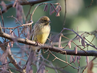 Trznadel (Emberiza citrinella) ukryty wśród gałęzi leszczyny (Corylus avellana) rosnącej w ogrodzie © Nature Observatory