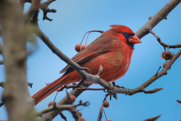 red cardinal on a branch