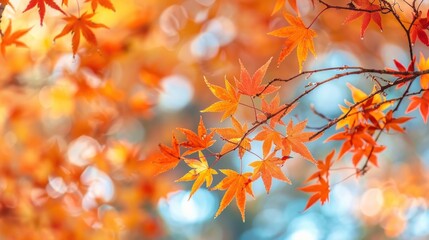 Vibrant orange and red autumn maple leaves on branches against a blurred background.