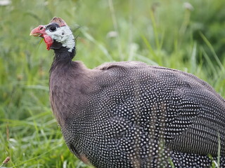 Authentic, unedited documentary photograph of guinea fowl (Numida meleagris) in natural grass setting.