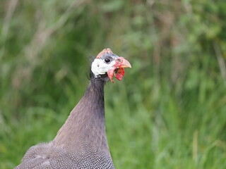 Authentic, unedited documentary photograph of guinea fowl (Numida meleagris) in natural grass setting.