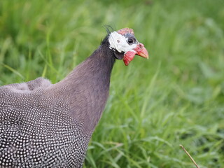 Authentic, unedited documentary photograph of guinea fowl (Numida meleagris) in natural grass setting.