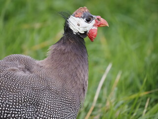 Authentic, unedited documentary photograph of guinea fowl (Numida meleagris) in natural grass setting.
