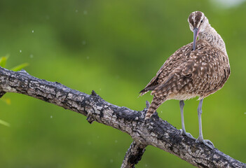 Eurasian whimbrel preening as it perches on a tree branch.