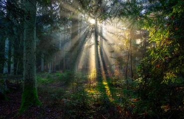 Selbstklebende Fototapeten Misty morning in the green forest © Piotr Krzeslak