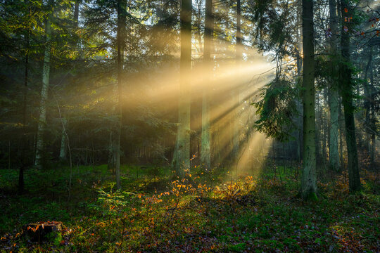 Misty morning in the green forest