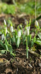 sprouts in the garden