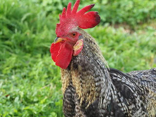 Authentic, unedited documentary photograph of a speckled rooster in tall grass. Real-life capture showing traditional free-range poultry in a natural environment.