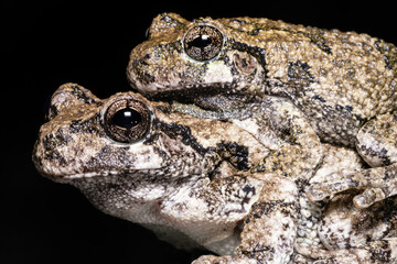 Mating Gray Treefrog
