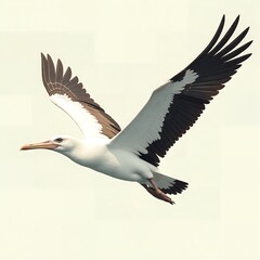 Obraz premium Majestic White Tailed Albatross in Flight Bird Wildlife Photography