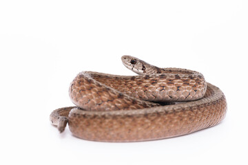 DeKay's Brownsnake with White Background
