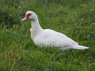 Authentic, unedited documentary photographs of Muscovy ducks (Cairina moschata) in a natural farm setting. Real-life capture showing traditional poultry breeding.