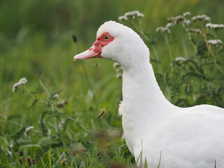 Authentic, unedited documentary photographs of Muscovy ducks (Cairina moschata) in a natural farm setting. Real-life capture showing traditional poultry breeding.
