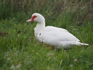 Authentic, unedited documentary photographs of Muscovy ducks (Cairina moschata) in a natural farm setting. Real-life capture showing traditional poultry breeding.