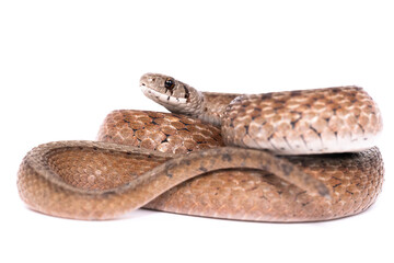 DeKay's Brownsnake with White Background