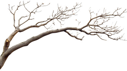 Fototapeta premium Tree branch with no leaves, isolated on transparent or white background
