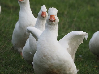 Authentic, unedited documentary photographs capturing a flock of white meat geese (Anser anser f. domestica) grazing on a natural meadow.
