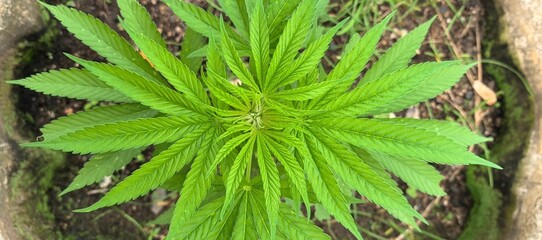 Cannabis Plant with Fan Leaves