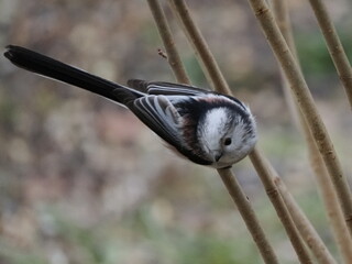 Raniuszek (Aegithalos caudatus) na gałęziach krzewu w ogrodzie © Nature Observatory