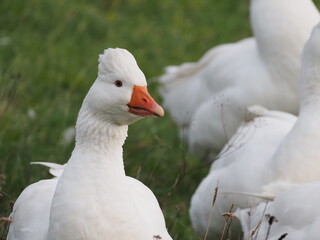 Authentic, unedited documentary photographs capturing a flock of white meat geese (Anser anser f. domestica) grazing on a natural meadow.