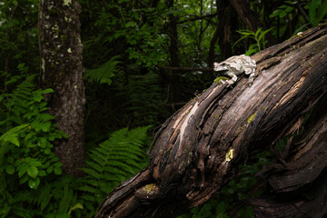 Gray Treefrog Environmental