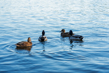 Ducks swimming gracefully in a serene lake at midday