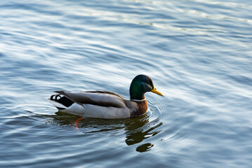 Male duck swimming in calm water on a sunny day near the shore