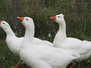 Authentic, unedited documentary photographs capturing a flock of white meat geese (Anser anser f. domestica) grazing on a natural meadow.