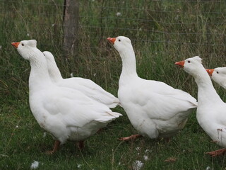 Authentic, unedited documentary photographs capturing a flock of white meat geese (Anser anser f. domestica) grazing on a natural meadow.