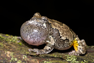 Gray Treefrog Calling