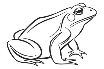 frog illustration
