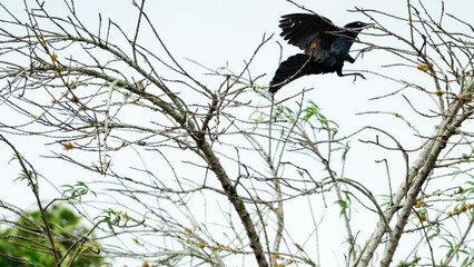 Black grackle spreading wings in flight towards tree branches