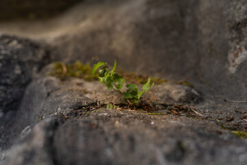 Resilient Growth: A Small Sprout Thriving on Rocky Terrain